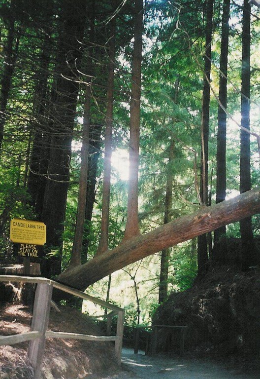 In "der unsichtbare Gegner" besuchen die drei ??? und Mr Peck den Redwood National Park... 