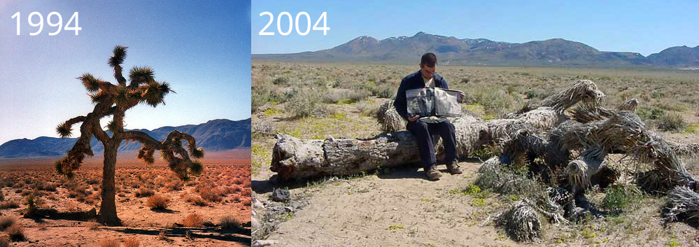 Der Joshua Tree 1994 und abgestorben 2004 mit einem Fan, der das Cover präsentiert. Heute ist fast nichts mehr von dem Baum übrig. (Fotos: gemeinfrei)