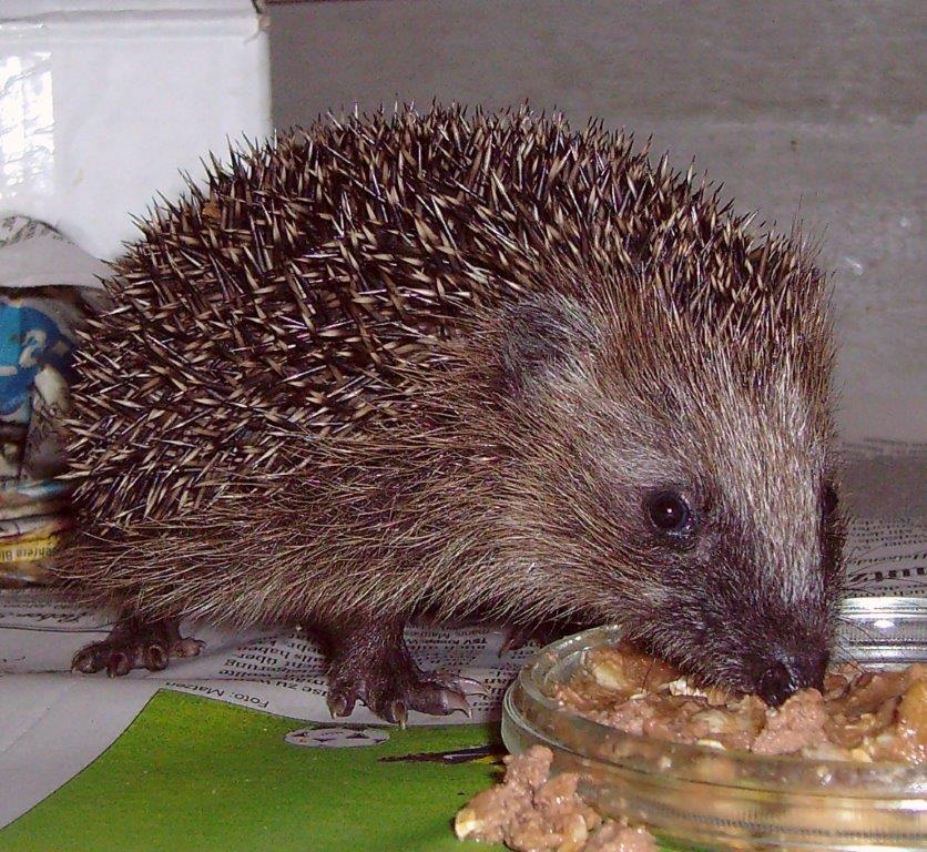 Igelstation Föhr Igelstation Föhr