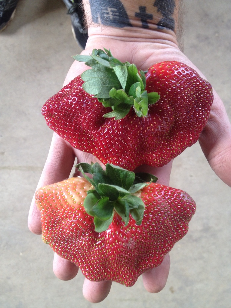 Erdbeeren, die zu groß zum Packen waren