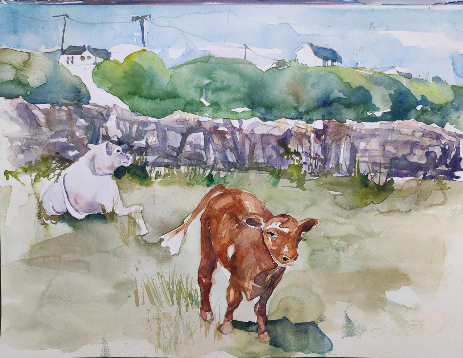 Irlands Kühe, Aquarell 2023