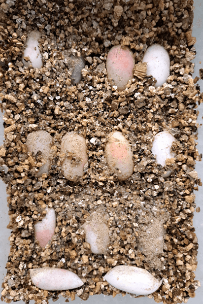 1. Pelusios broadleyi und 2. Pelusios nanus Gelege