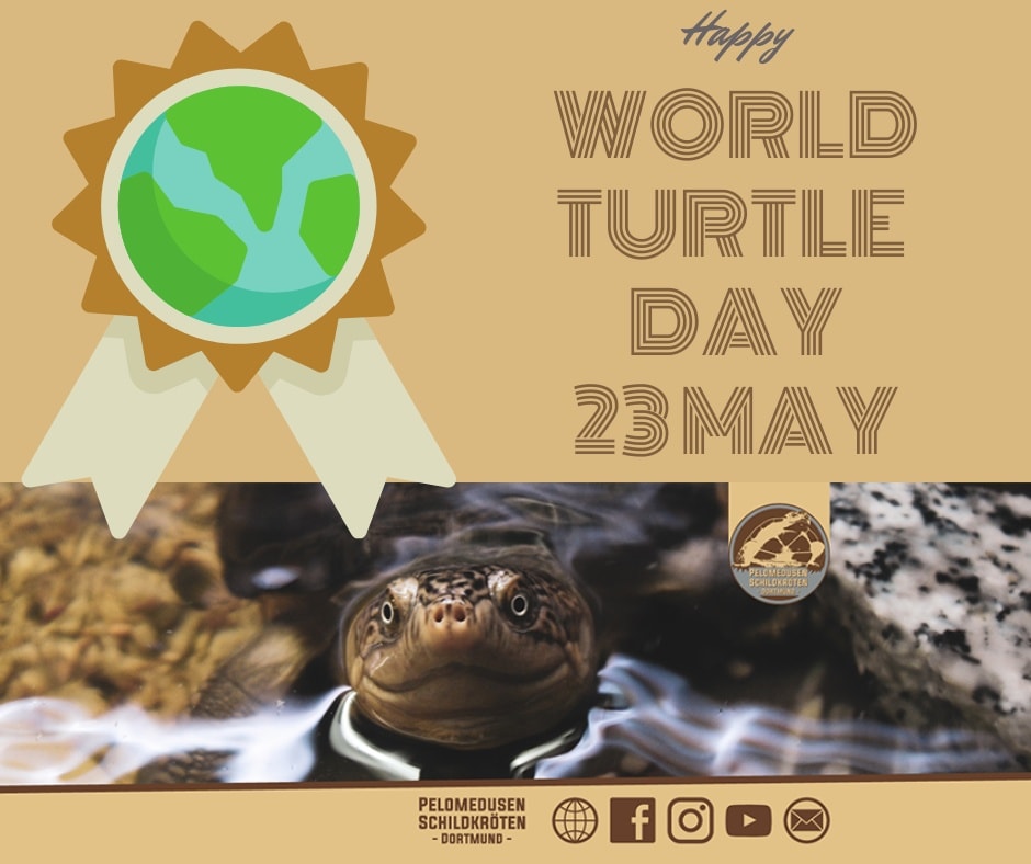 Fröhlichen Weltschildkrötentag