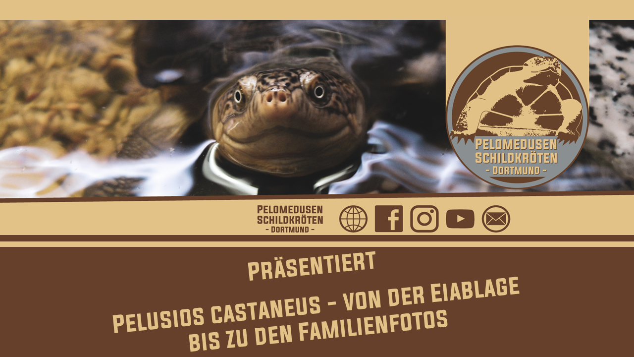 Pelusios castaneus - Von der Eiablage bis zu den Familienfotos