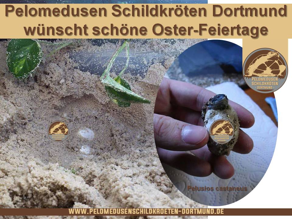 Pelomedusen Schildkröten Dortmund wünscht schöne Oster-Feiertage