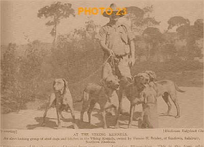 Rhodesian Ridgeback Ou Chien De Rhodésie à Crête Dorsale