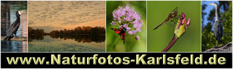 Tolle Naturfotos rund um Karlsfeld nahe München. Nicht nur für Leute aus der Region interessant.