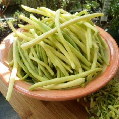 Préparer des Haricots « beurre » ou verts du jardin au naturel