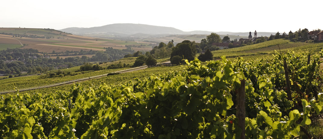 Weinbau rund um den Donnersberg