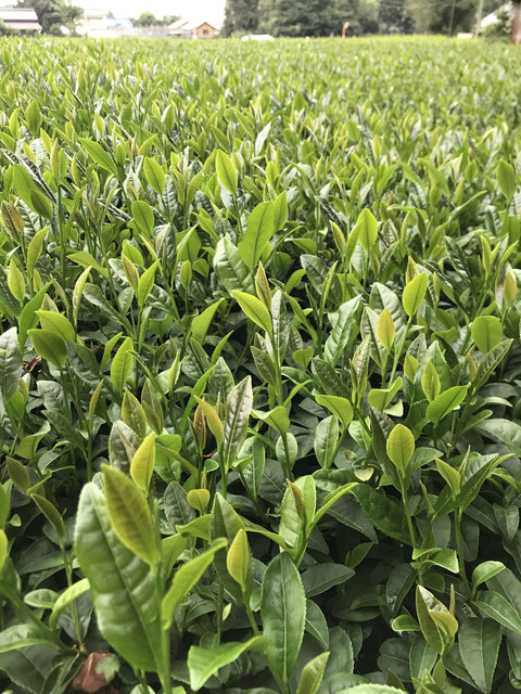 その他のお茶 さしま茶 さしま茶通販 古河市お茶屋 お茶直販 生産販売 猿島茶 国産紅茶 国産和紅茶 お茶淹れ教室 お茶摘み体験 その他のお茶 さしま茶 さしま茶通販 古河市お茶屋 お茶直販 生産販売 猿島茶 国産紅茶 国産和紅茶 お茶淹れ教室 お茶摘み体験