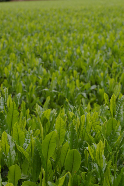 その他のお茶 さしま茶 さしま茶通販 古河市お茶屋 お茶直販 生産販売 猿島茶 国産紅茶 国産和紅茶 お茶淹れ教室 お茶摘み体験 その他のお茶 さしま茶 さしま茶通販 古河市お茶屋 お茶直販 生産販売 猿島茶 国産紅茶 国産和紅茶 お茶淹れ教室 お茶摘み体験