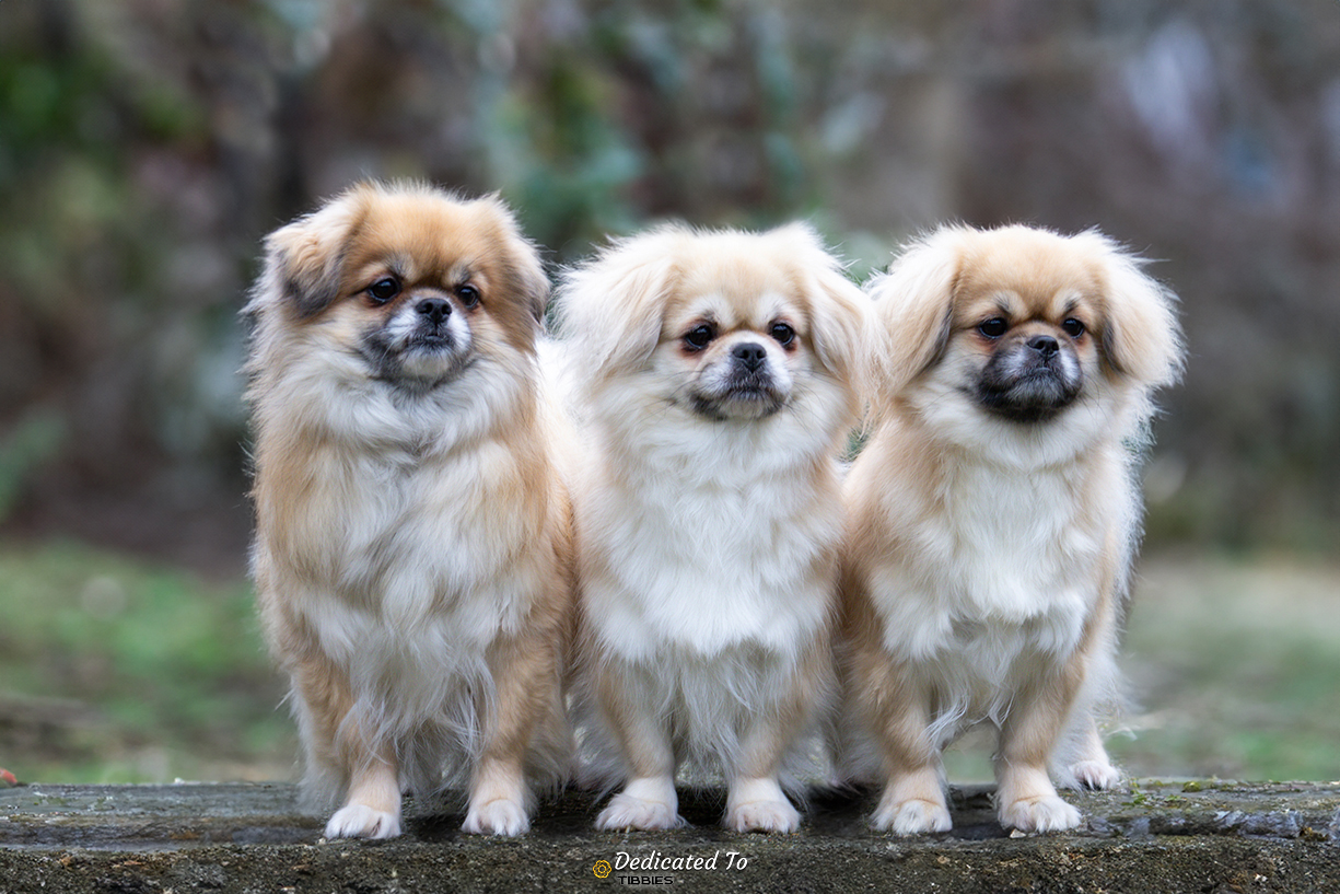 Tibetan Spaniel English Dedicated To... Tibetaanse Spaniel
