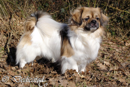 Tibetaanse Spaniel Puppies