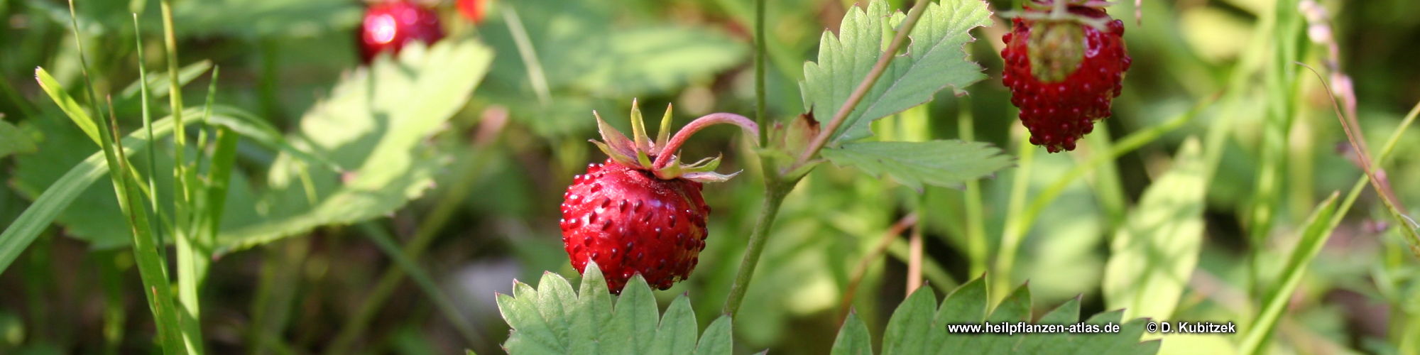 Fragaria vesca Wald-Erdbeere für Herbarium Heilpflanze Rosengewächse 