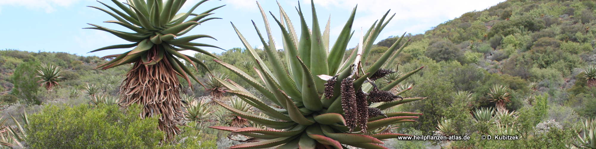 Kap-Aloe (Aloe ferox) - Heilpflanzen-Atlas