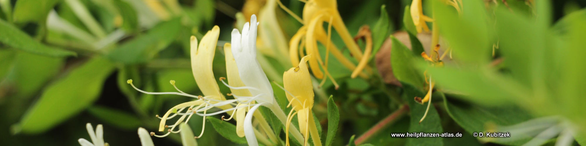 Japanisches Geiblatt (Lonicera japonica) als Heilpflanze -  Heilpflanzen-Atlas
