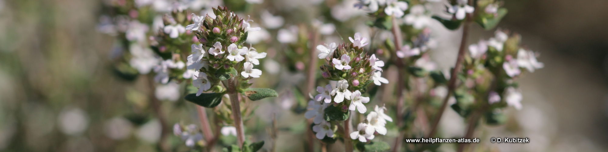 Echter Thymian & Spanischer Thymian (Thymus vulgaris, Thymus zygis