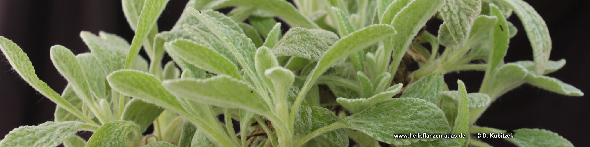 Kretischer Bergtee, Gliedkraut (Sideritis syriaca