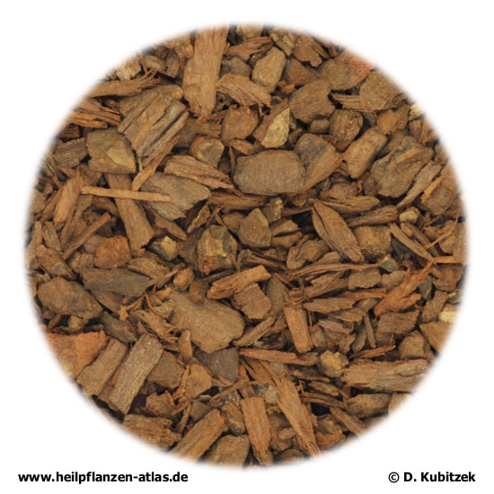 Afrikanischer Pflaumenbaum (Prunus africana, syn. Pygeum africanum