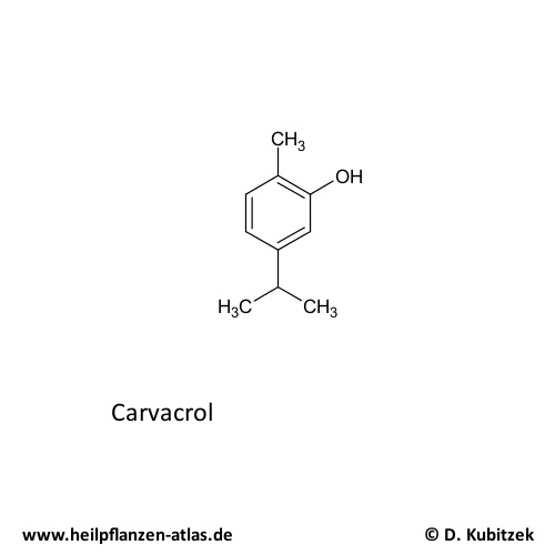 Echter Thymian & Spanischer Thymian (Thymus vulgaris, Thymus zygis) HeilpflanzenAtlas