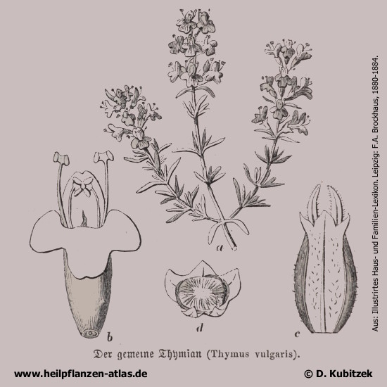 Echter Thymian & Spanischer Thymian (Thymus vulgaris, Thymus zygis