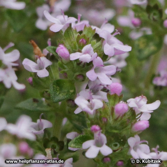 Echter Thymian & Spanischer Thymian (Thymus vulgaris, Thymus zygis