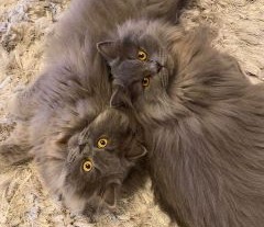 Happy End für Dion und Balou
