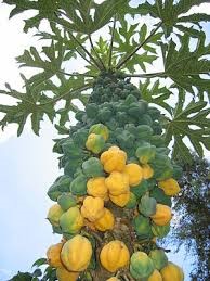 Bergpapaya adult