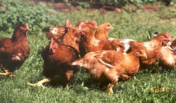 gesunde Ernährung für Ihre Familie: Freilandgeflügel Fleischerei Eckart Köln