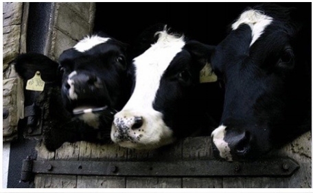 Frische Milch vom Bauernhof