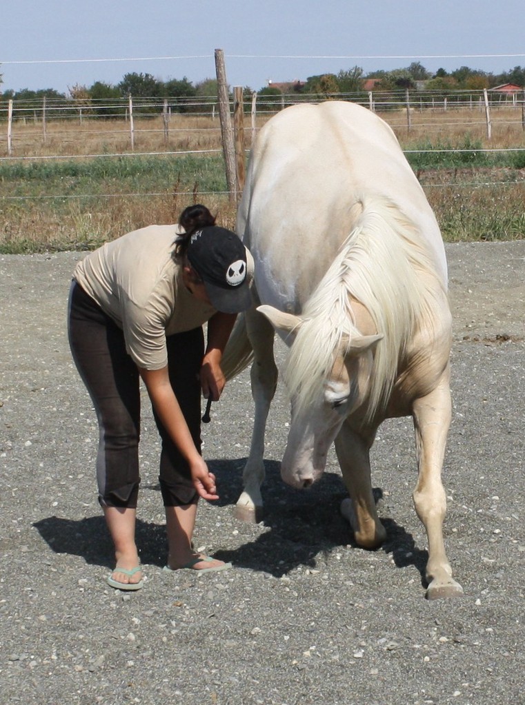 Sand Storm Angel Pah - Haras du Turel
