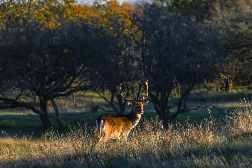 wildlife, damhert, hert, deer