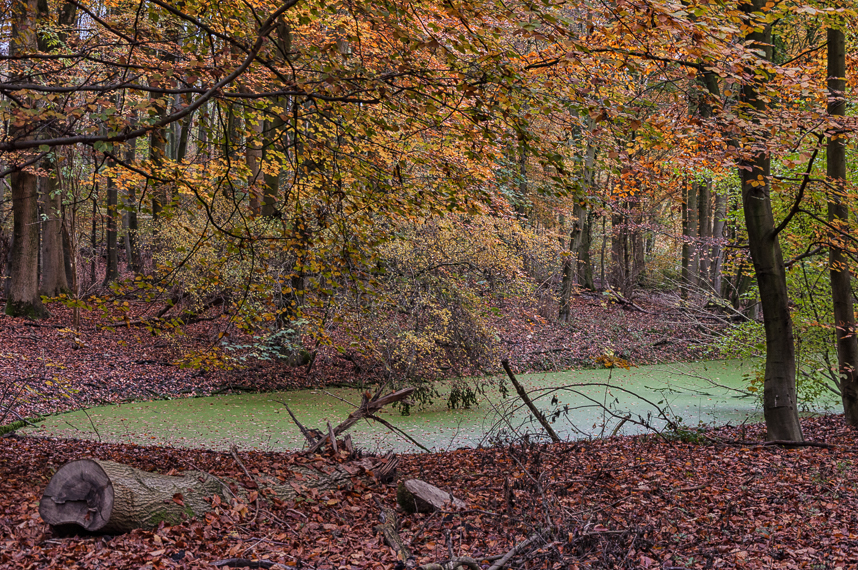 The Netherlands Amsterdamse Bos