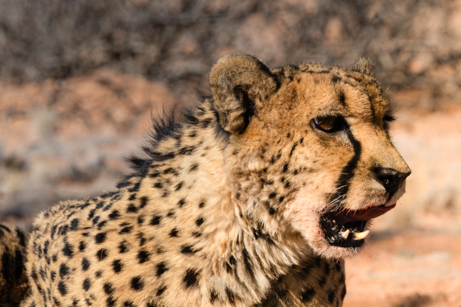 Jachtluipaard, Cheetah, Namibia, Namibië, Afrika, Africa, wildlife
