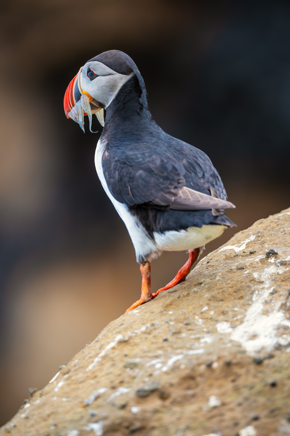 Papegaaiduiker, Puffin, vogel, bird