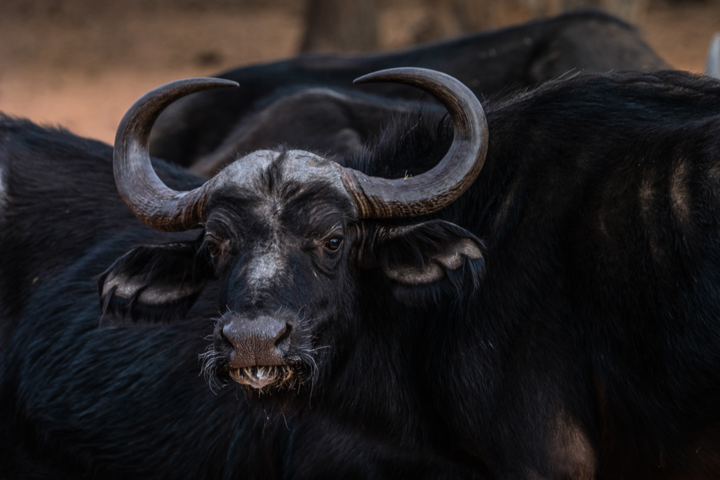 Buffel, Buffalo, Namibia Namibië Afrika, Africa, wildlife