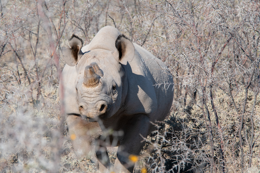 Zwarte neushoorn, black rhino, Namibia Namibië Afrika, Africa, wildlife