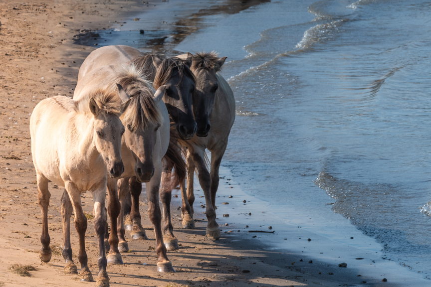 wildlife, wild horses, wilde paarden, konik, beach, strand