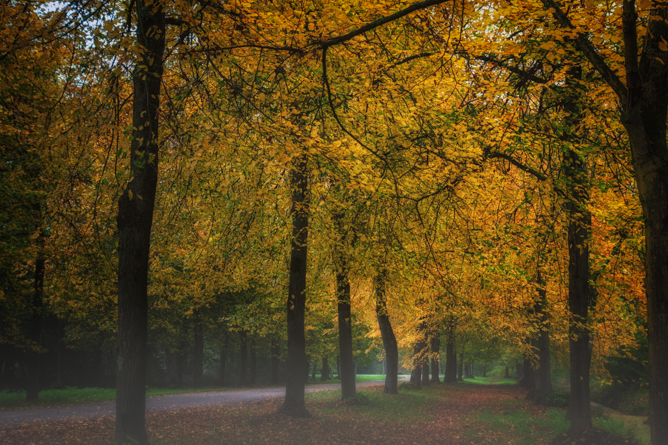 Bos Wood Autumn October