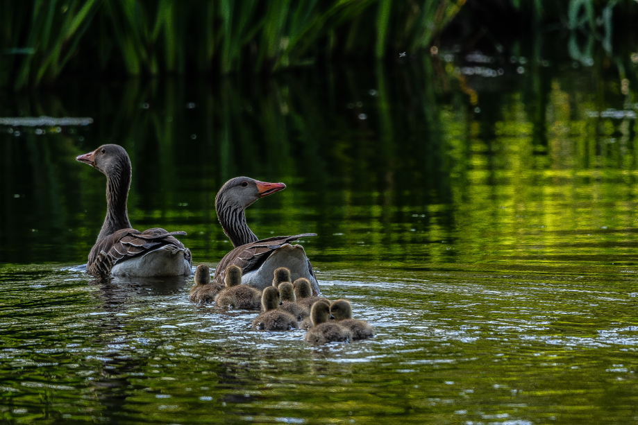 nature, ganzen, goose, bird
