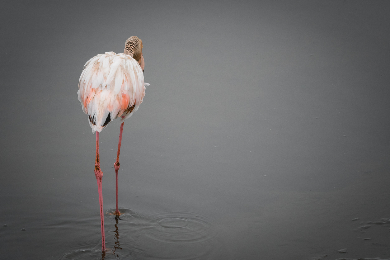 Flamingo, Namibia Namibië Afrika, Africa, bird