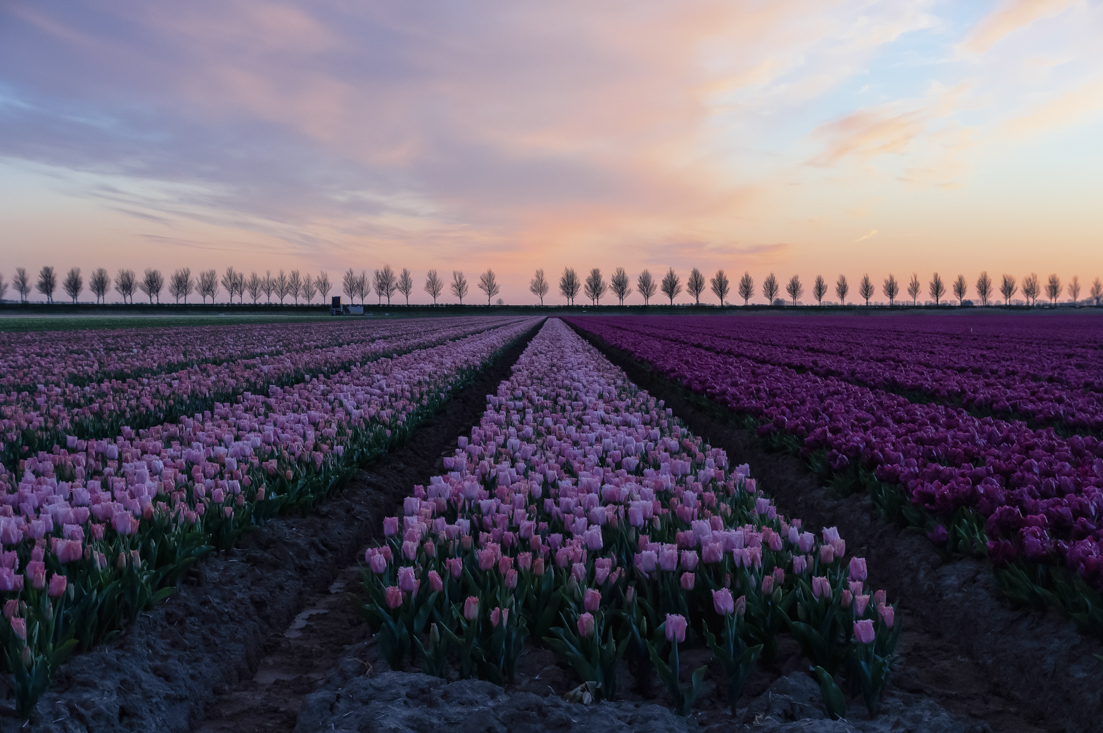 Goeree Overflakkee Netherlands Tulips Tulpen Bollenveld Sunset landscape