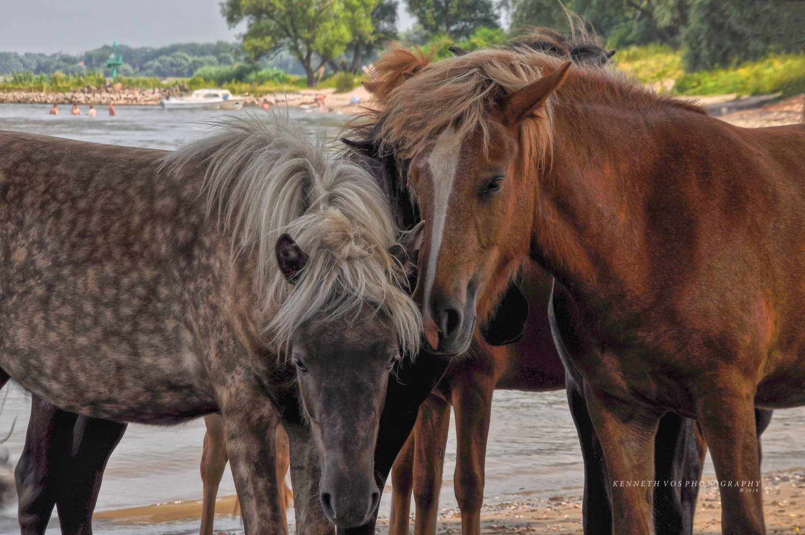 wildlife horses, wilde paarden, konik