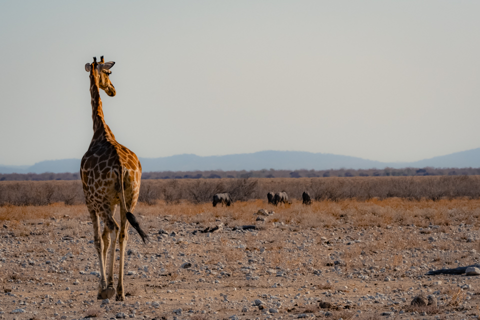 Giraf, Giraffe, Namibia Namibië Afrika, Africa, wildlife