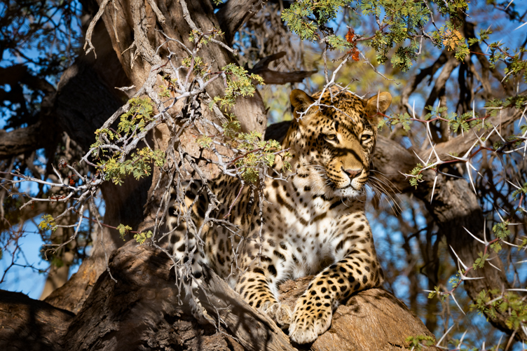 Luipaard, Leopard, Namibia Namibië Afrika, Africa, wildlife