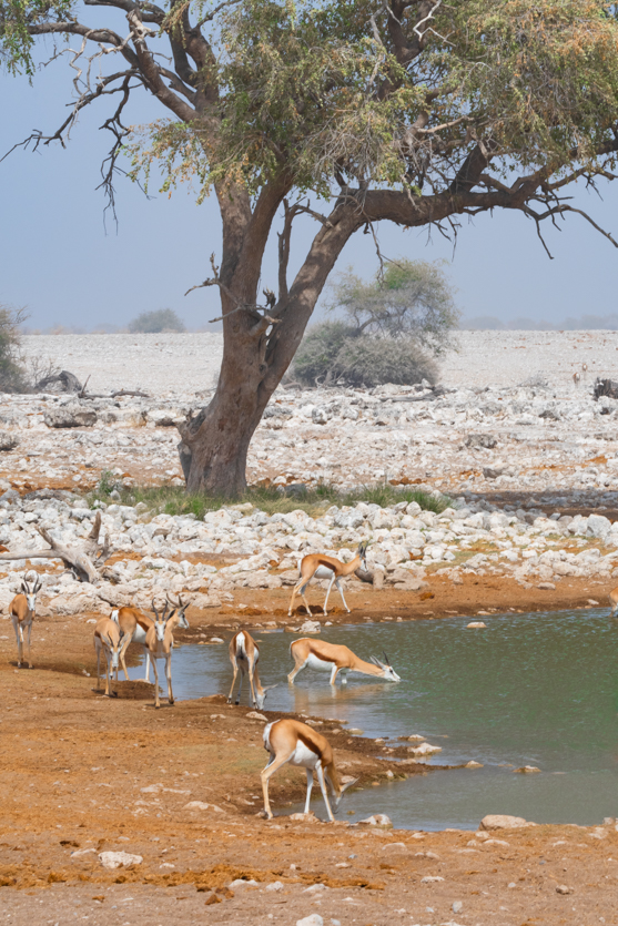 Impala, Namibia Namibië Afrika, Africa, wildlife