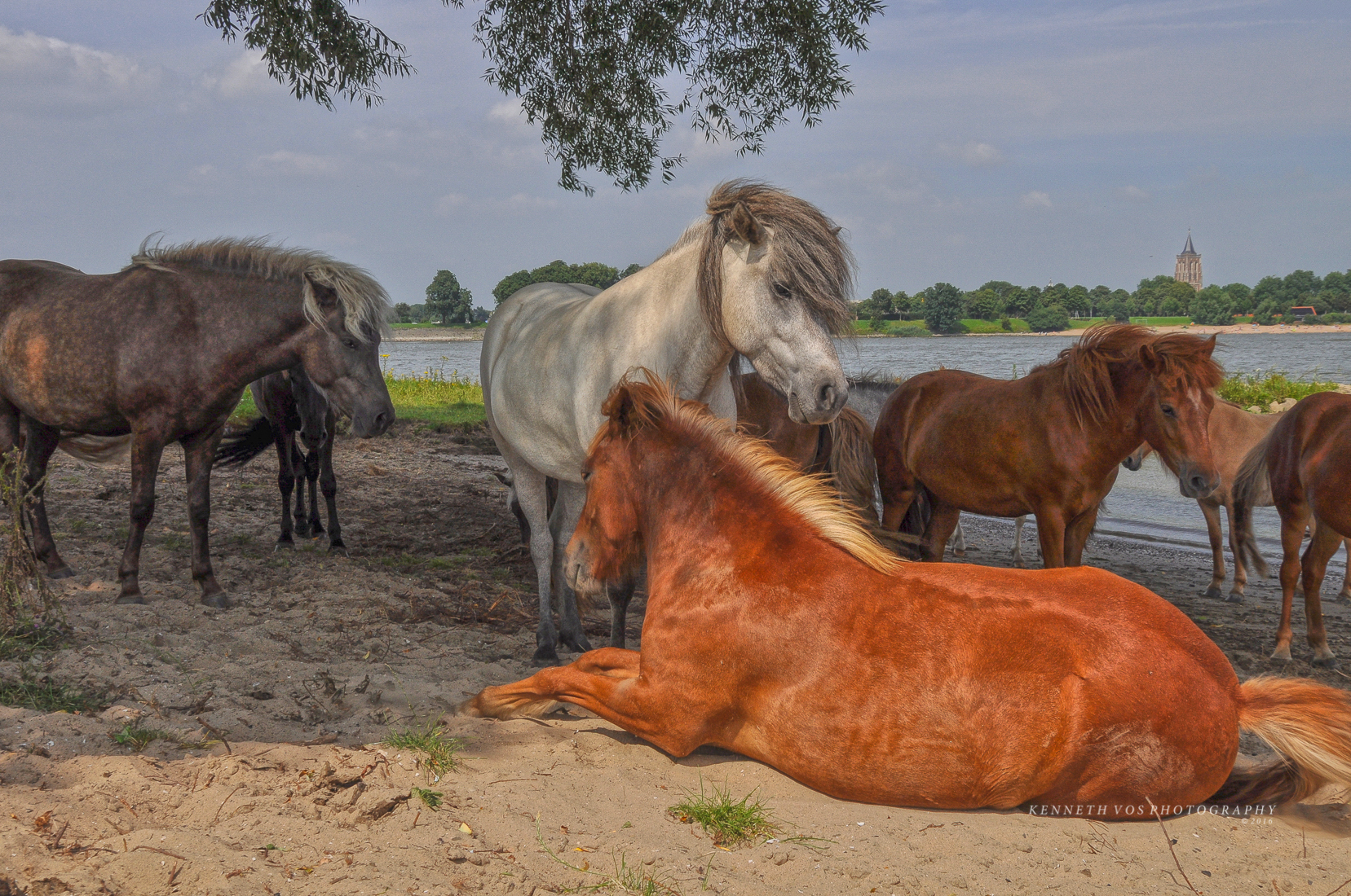 Wildlife, wild horses, wilde paarden, konik