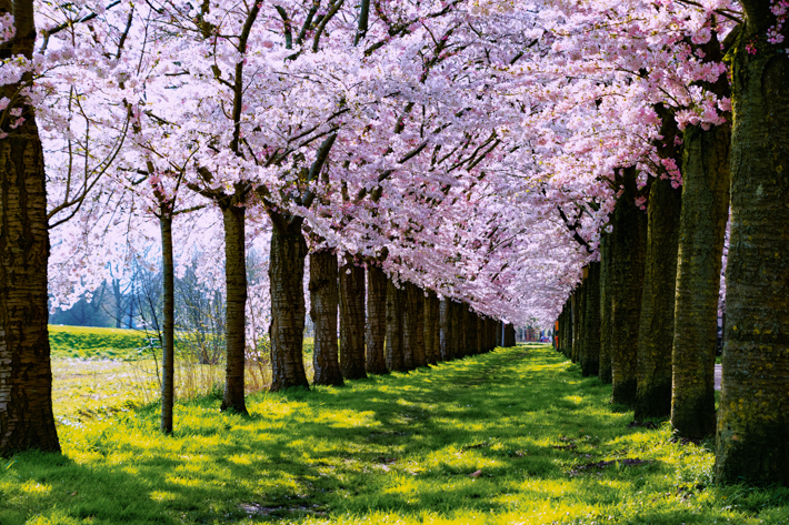 Cherry Blossom Kersenbloesem