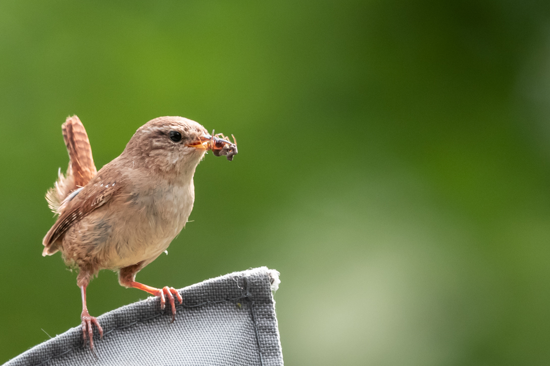 nature, wren, winterkonink, vogel, bird