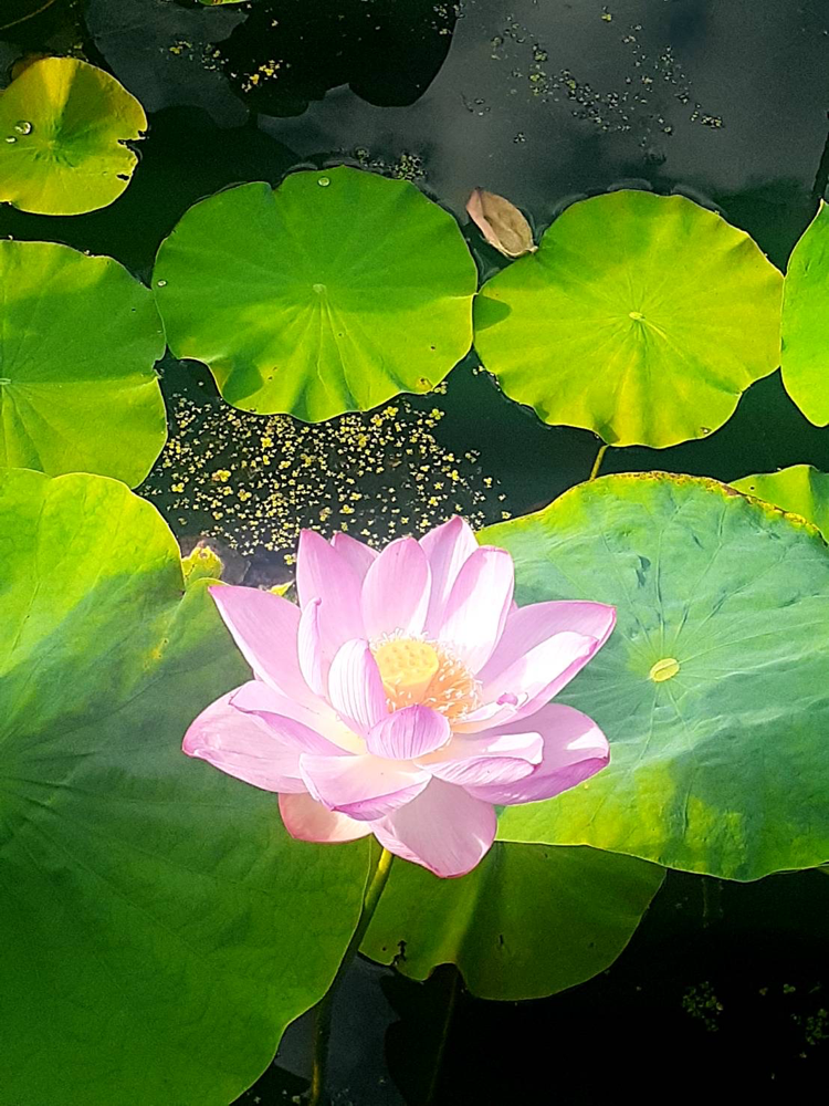 歩き方研究家内麻紀子 歩き方についての学び Liquid Uchi ページ